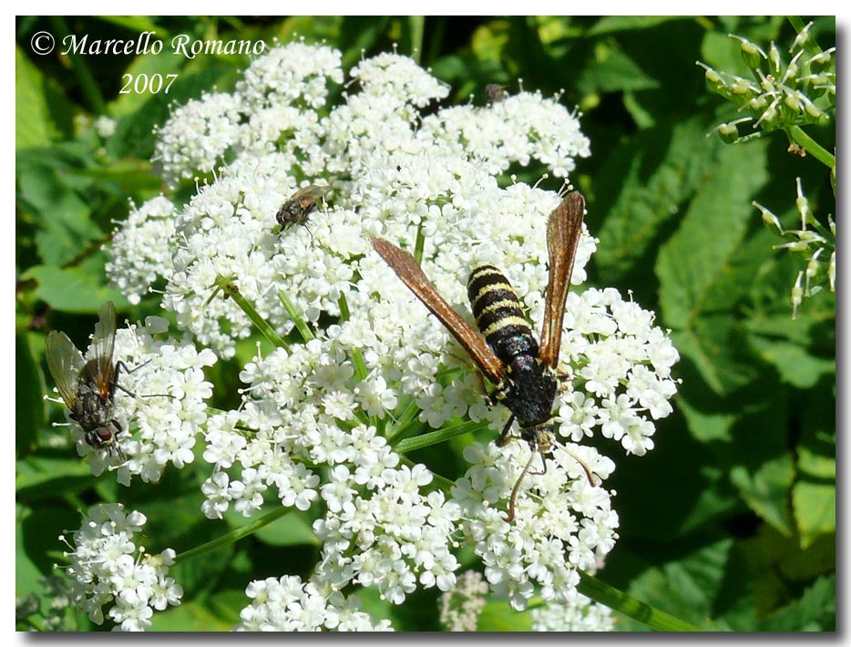 A spasso sulle Alpi Marittime: 13. Paranthrene tabaniformis